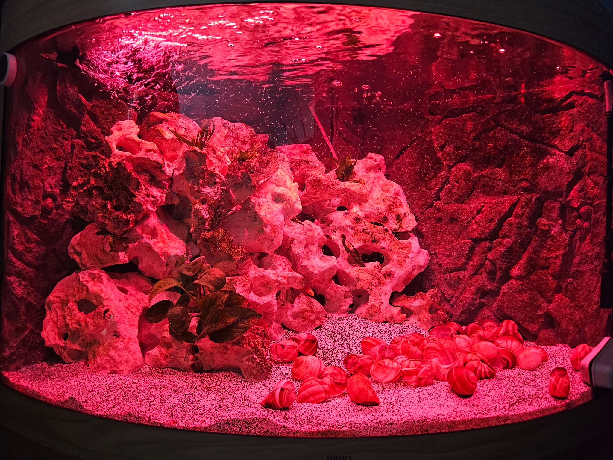 Aquarium close to two weeks after installation under red lighting